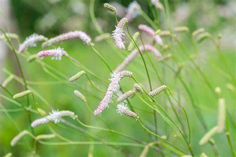 The Strawberry Frost Sanguisorba is a beautiful plant for a cottage garden with its wildflower appearance and attractiveness to pollinators. 