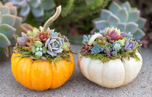 October 26 - Succulent Pumpkin Workshop - 11am to 1pm