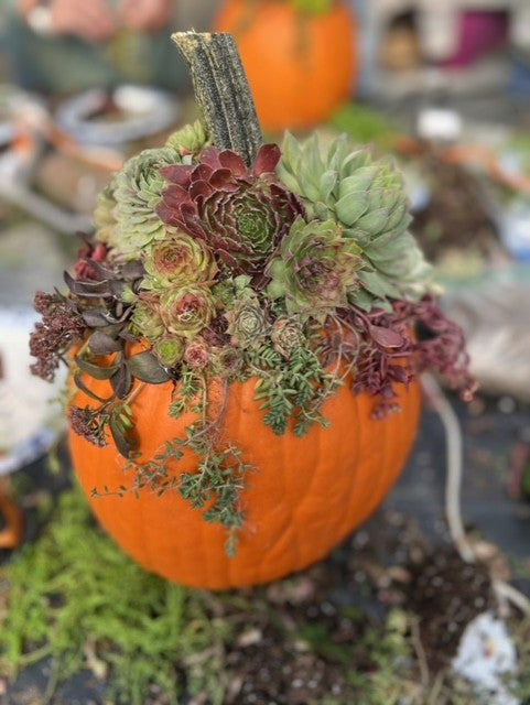 October 26 - Succulent Pumpkin Workshop - 11am to 1pm