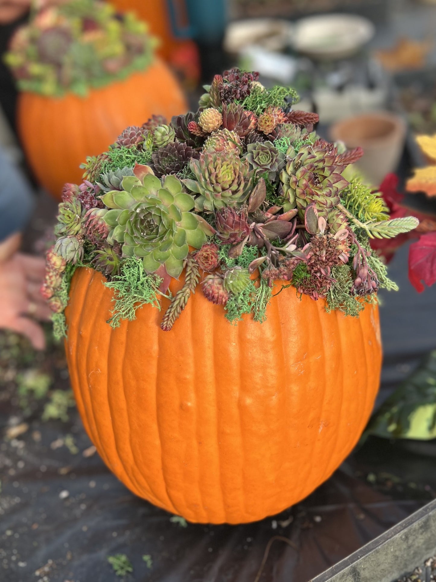 October 26 - Succulent Pumpkin Workshop - 11am to 1pm