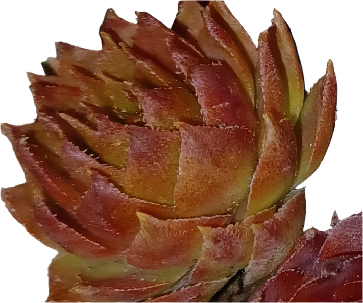 Sunset Succulent Hen & Chicks Sempervivum Plant in 4" Pot