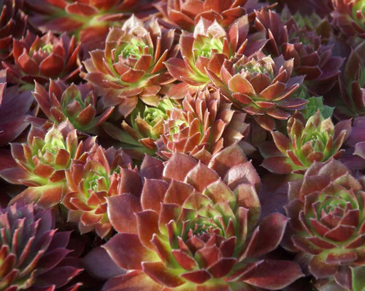Sunset Succulent - Hens & Chicks Houseleek Sempervivum Plant - 4 inch pot
