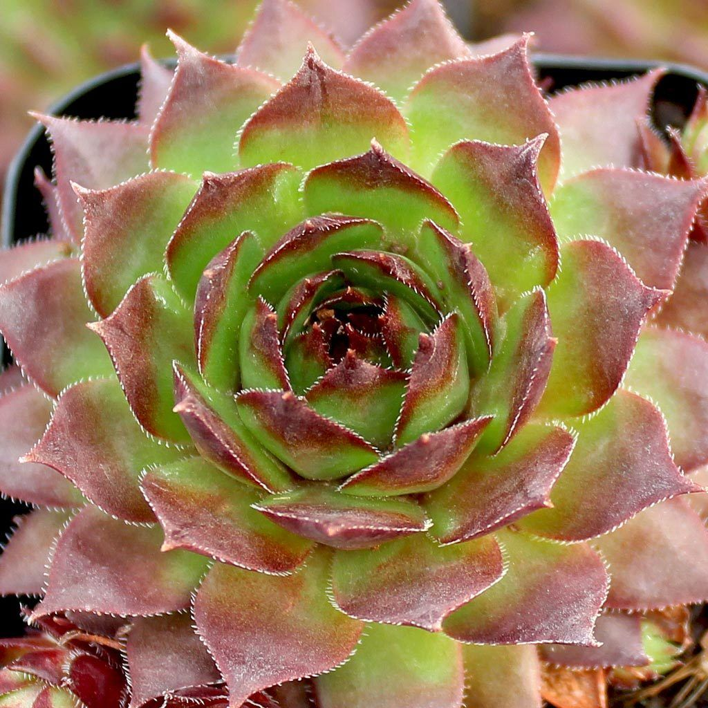 Sunset Succulent Hen & Chicks Sempervivum Plant in 4" Pot