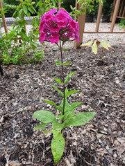 Super Ka-Pow™ Fuchsia Garden Phlox is deer resistant and pollinator friendly. This plant grows on a tall stalk reaching 18" to 20" tall. A good background plant to place behind lower growing border plants. 