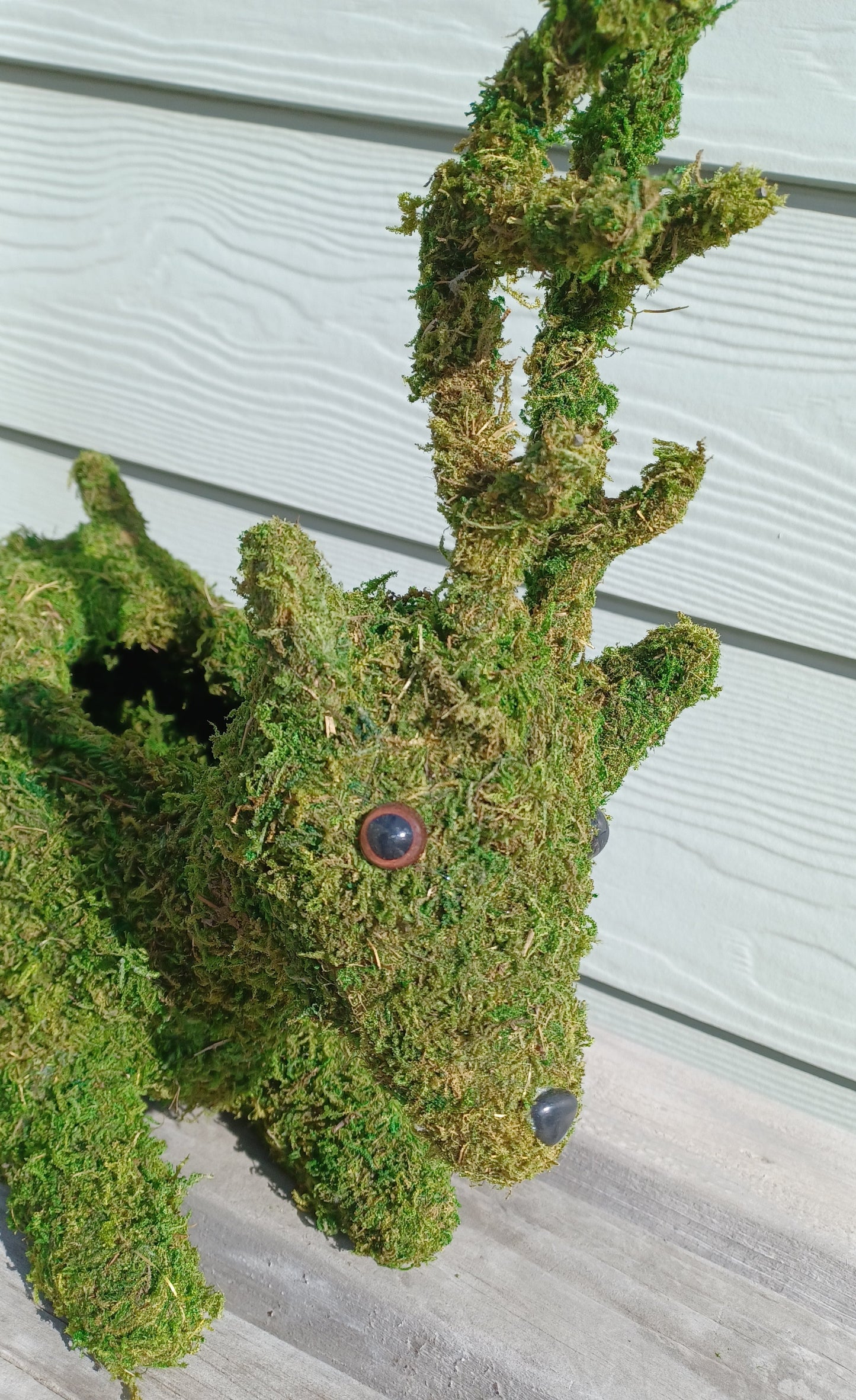 Cute close up of the face of the preserved moss and stuffed animal style eyes and nose. 