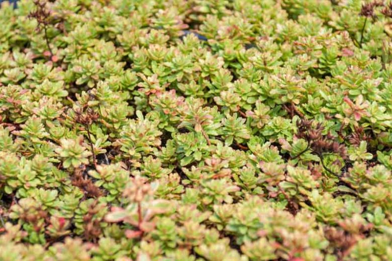 Sedum 'Weihenstephaner Gold' Orange Stonecrop, 4" Pot Live Plant