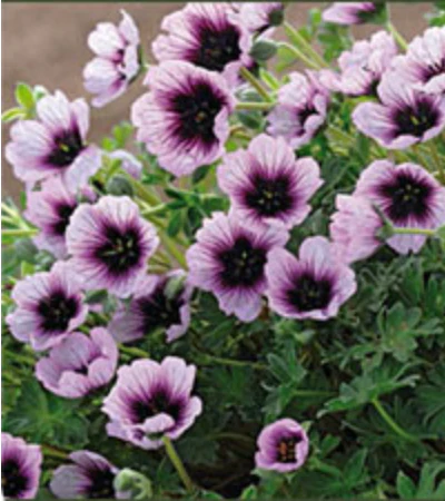 Thumping Heart Cranesbill Dwarf Geranium Cinereum Plant - 1 gallon pot