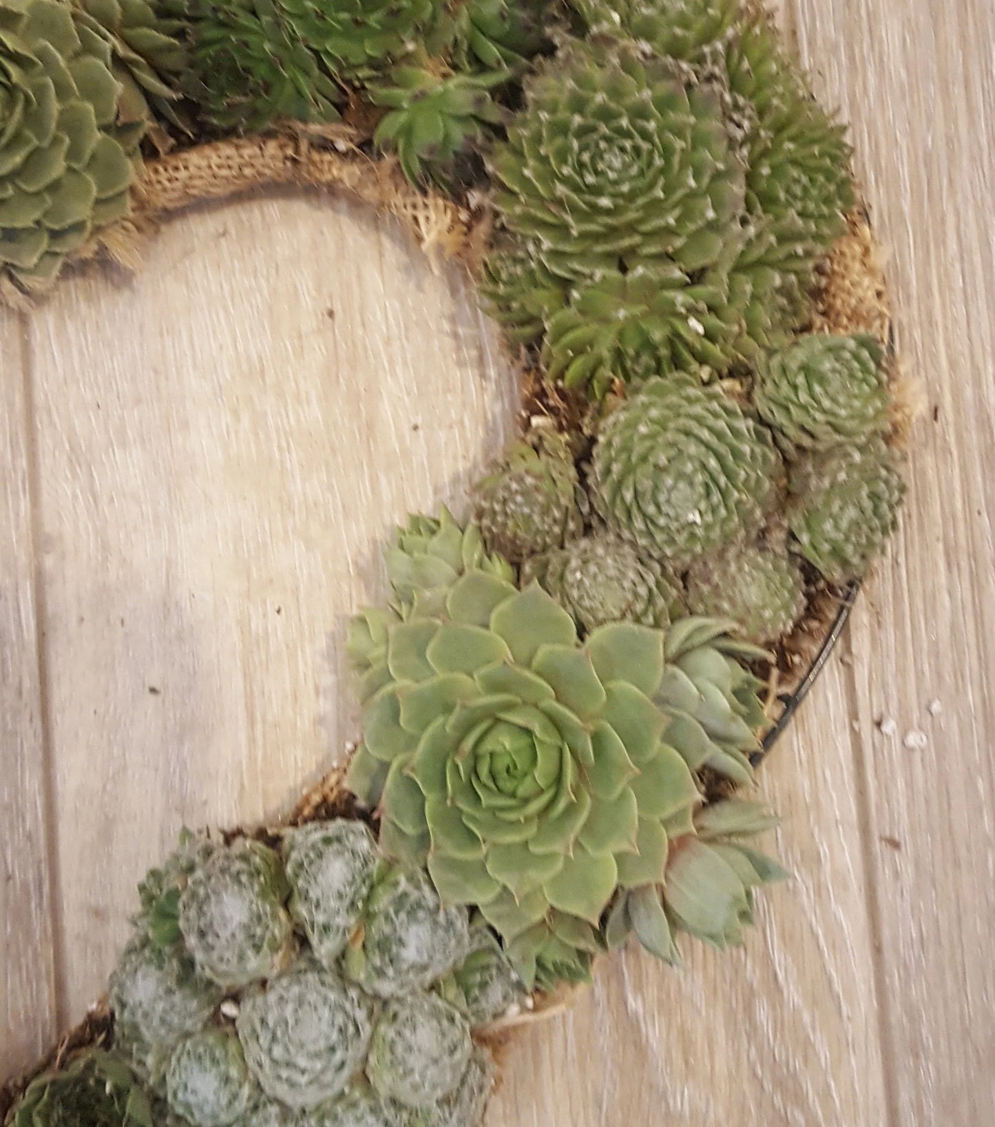 Close up of heart shaped living succulent wreath. Sempervivum Succulents, AKA Hen and Chick Plants, AKA Houseleeks, are cold and frost hardy so make wonderful outdoor decor. 