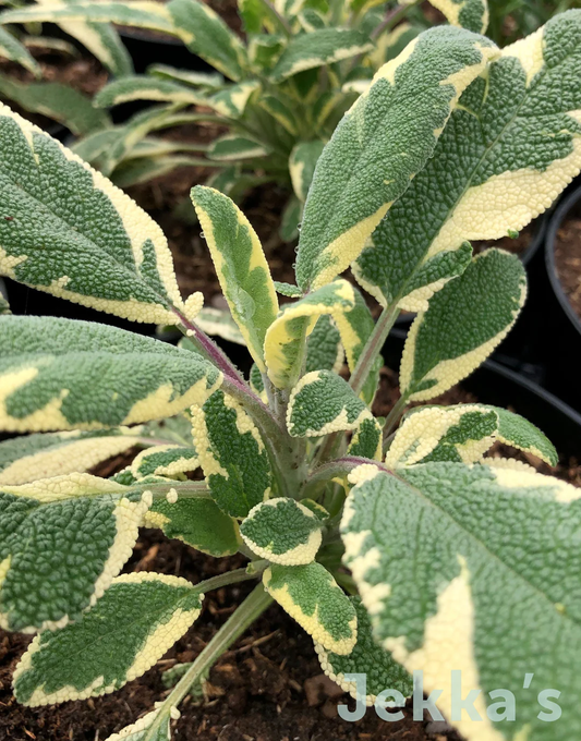 Berggarten Variegated Sage Salvia - Salvia Officinalis Plant - 4" pot