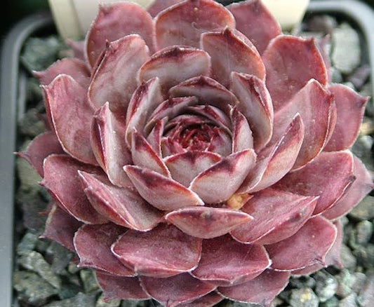 Fully red Virgil Sempervivum Succulent aka houseleek. These plants are more colorful in the sunny warm days of summer.