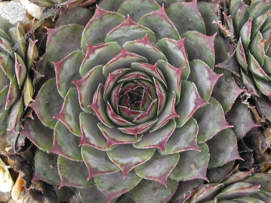 During the colder months the Virgil houseleek succulent deepens in color and the rosette tightens up. Note that only the tips of the leaves are pink at this time.