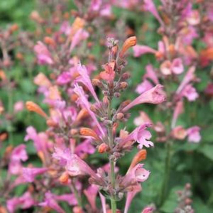 Agastache 'Kudus Ambrosia' Dwarf Hummingbird Mint, 1 Quart Pot Live Plant