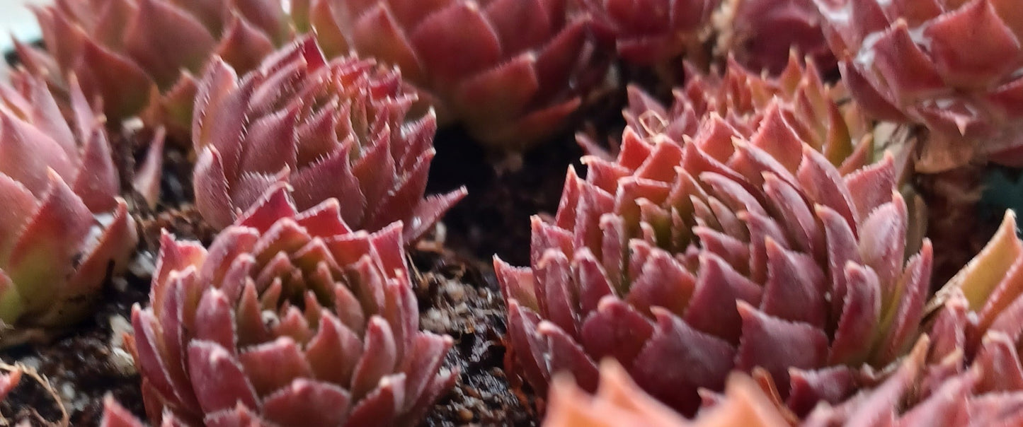 Sunset Succulent Hen & Chicks Sempervivum Plant in 4" Pot