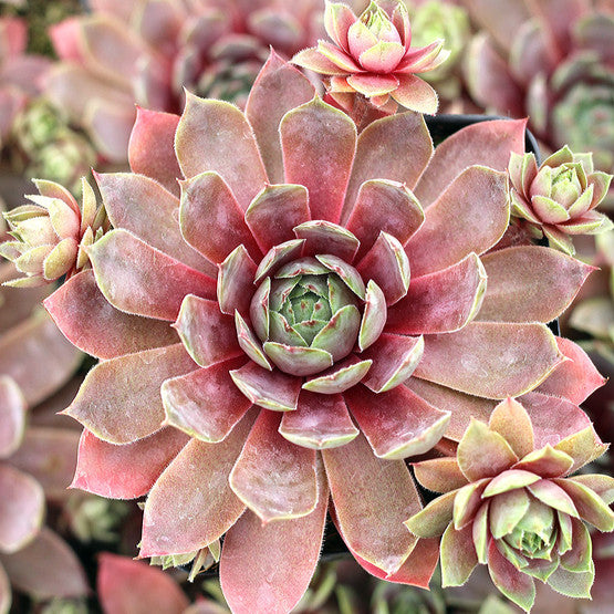 Sempervivum 'Compte de Congae' Hens & Chicks, 4" Pot Live Plant