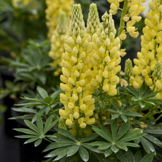 Yellow Dwarf Lupine Plant by Mini Gallery™ - 1 quart pot