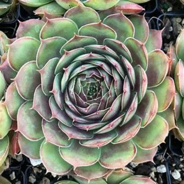 Achalur Succulent - Hens and Chicks Sempervivum Plant - 4 inch pot