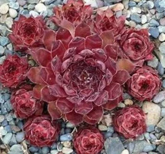 Achalur Succulent - Hens and Chicks Sempervivum Plant - 4 inch pot