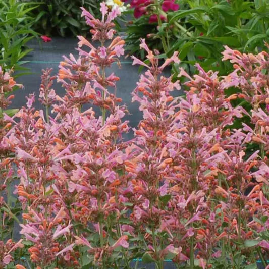 Agastache 'Kudus Ambrosia' Dwarf Hummingbird Mint, 1 Quart Pot Live Plant