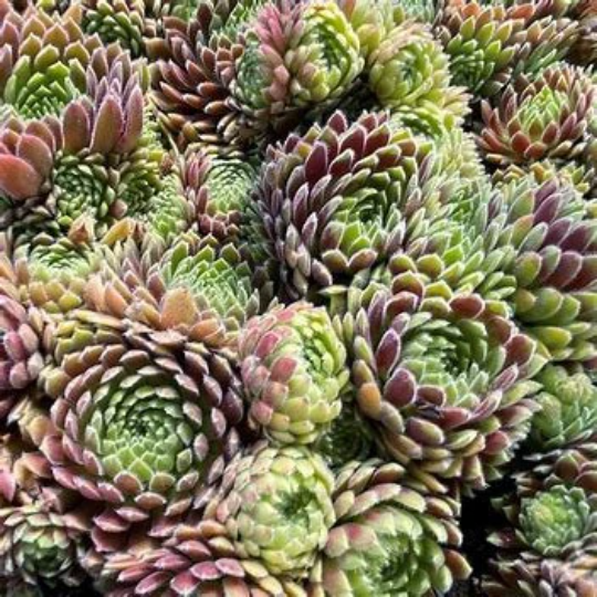 Allison Succulent - Hens and Chicks Sempervivum Plant - 4 inch pot