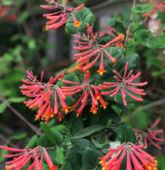 Major Wheeler Honeysuckle - Climbing Vine Lonicera Sempervirens Plant - 1 gallon pot