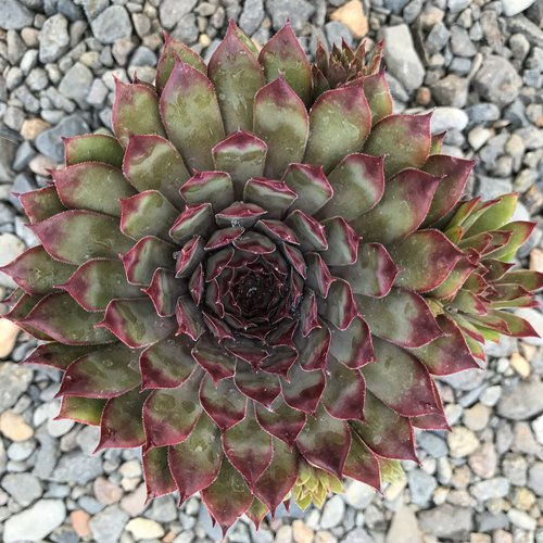 Amanda Succulent - Hens and Chicks Sempervivum Plant - 4 inch pot