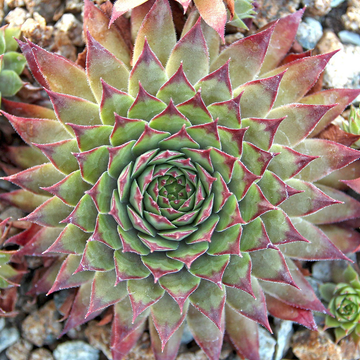 Amanda Succulent - Hens and Chicks Sempervivum Plant - 4 inch pot
