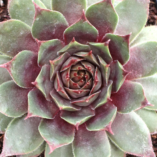 Amanda Succulent - Hens and Chicks Sempervivum Plant - 4 inch pot