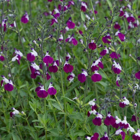 Amethyst Lips Sage Plant | Salvia greggii | Purple & White Hummingbird Favorite 1-qt pot