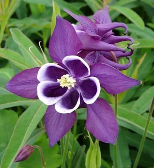 Also known as Granny's Bonnet and Crowfoot the Winky Purple and White Columbine makes a wonderful ground cover or container gardening addition to your landscaping.