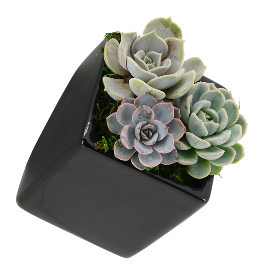 Cube Wall Planter - Black - New In Box - Arcadia Garden Products 6" tall cube