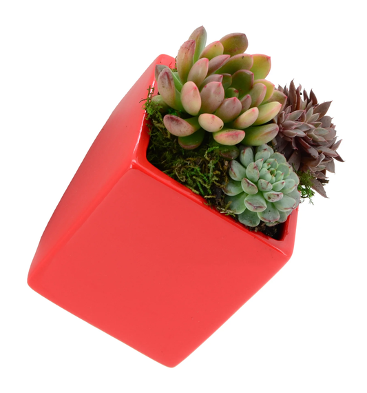 Cube Wall Planter - Red - New In Box - Arcadia Garden Products 6" tall cube