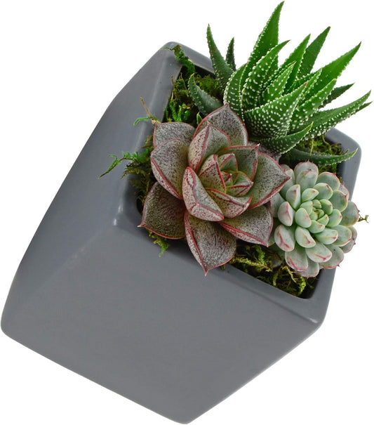 Cube Wall Planter - Gray - New In Box - Arcadia Garden Products 4" tall cube