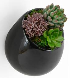 Black Large Round Wall Planter - Vertical Gardening by Arcadia 6.2" tall