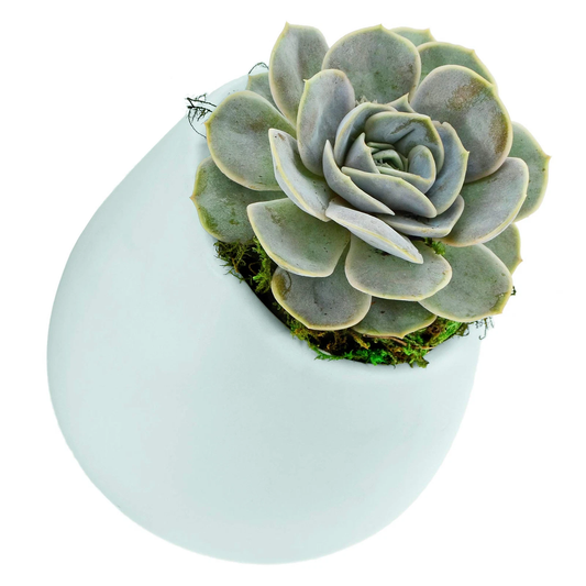 Mint Green Large Round Wall Planter - Vertical Gardening by Arcadia 6.2" tall