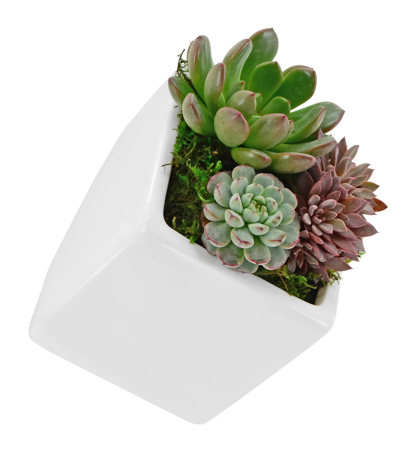 Cube Wall Planter - White - New In Box - Arcadia Garden Products 4" tall cube