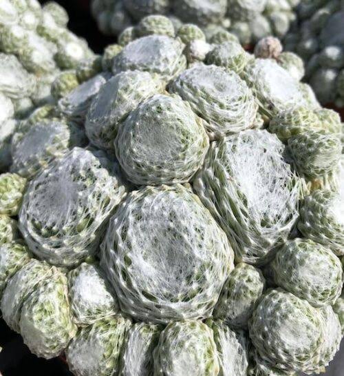 Colorockz Arctic White Sempervivum Hens & Chicks Succulent - 4" pot