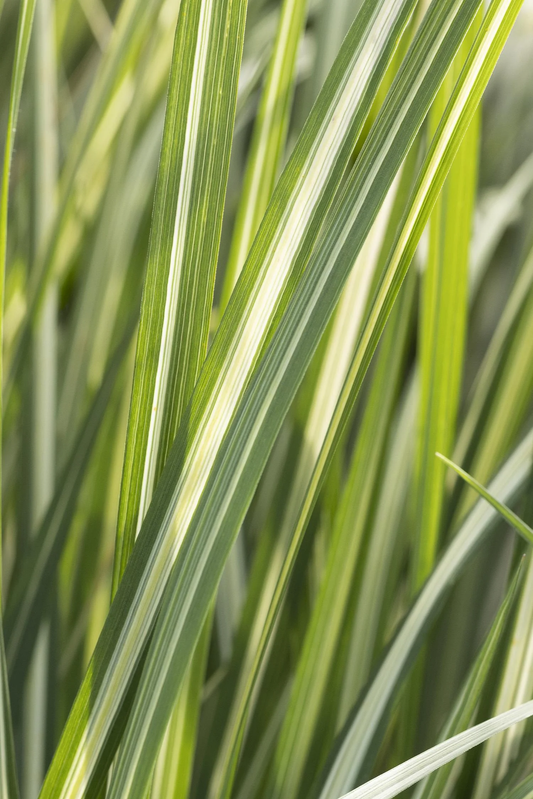 Avalanche Feather Reed Variegated Ornamental Grass - Calamagrostis x Acutiflora Plant - 1 gallon pot
