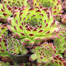 Beautiful Sempervivum Hens & Chicks Succulent - 4" pot