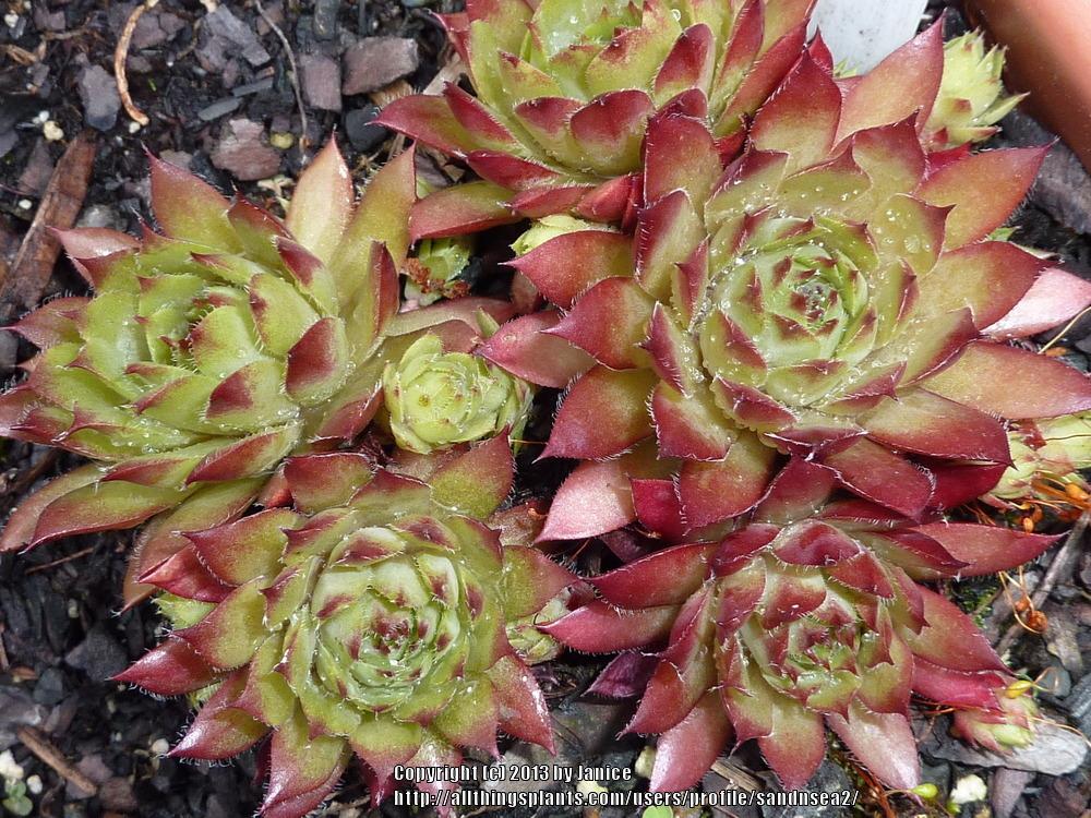 Glowing Embers Succulent Hen and Chick Sempervivum Plant 4" Pot