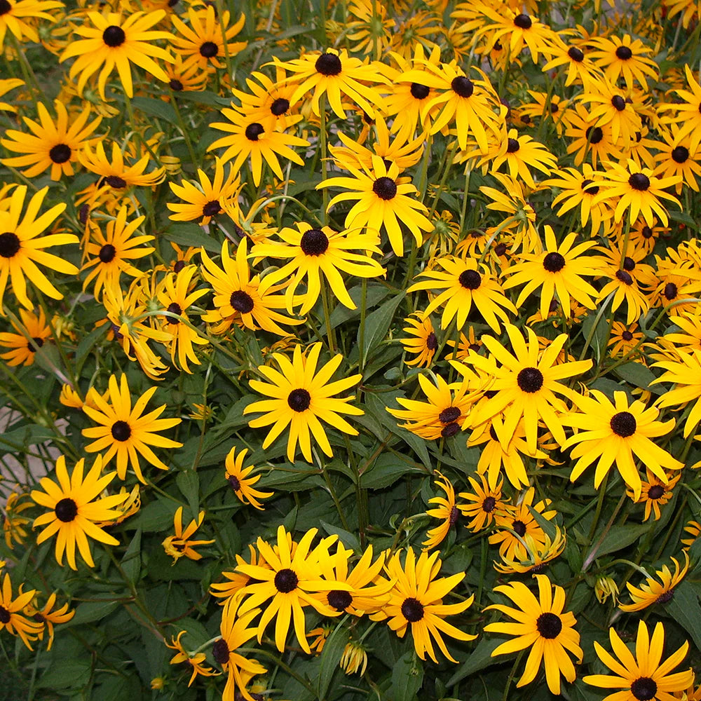 Goldsturm Black-Eyed Susan - Rudbeckia Plant - 1 quart pot