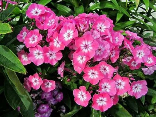 Bubblegum Pink Garden Phlox Plant from Candy Store® Collection - 1 gal pot