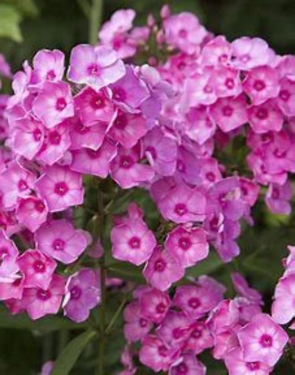 Bubblegum Pink Garden Phlox Plant from Candy Store® Collection - 1 gal pot