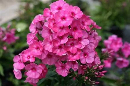 Bubblegum Pink Garden Phlox Plant from Candy Store® Collection - 1 gal pot
