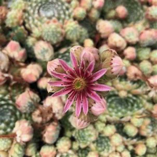 Bunny Girl Succulent - Hens & Chicks Sempervivum Plant - 4 inch pot