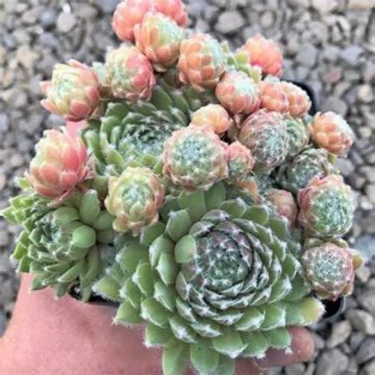 Bunny Girl Succulent - Hens & Chicks Sempervivum Plant - 4 inch pot