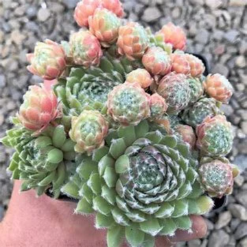 Bunny Girl Succulent - Hens & Chicks Sempervivum Plant - 4 inch pot