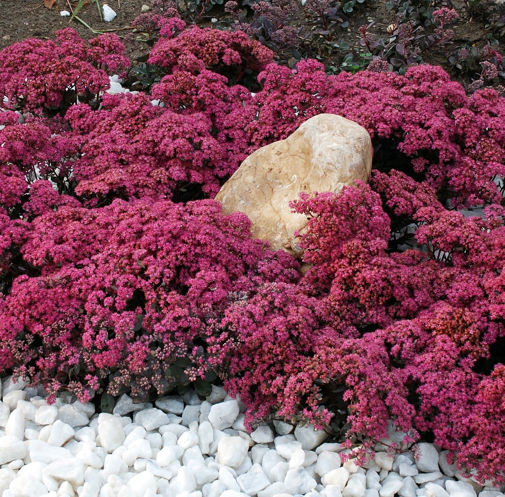 Sedum SunSparkler 'Plum Dazzled' Stonecrop, 4" Pot Live Plant