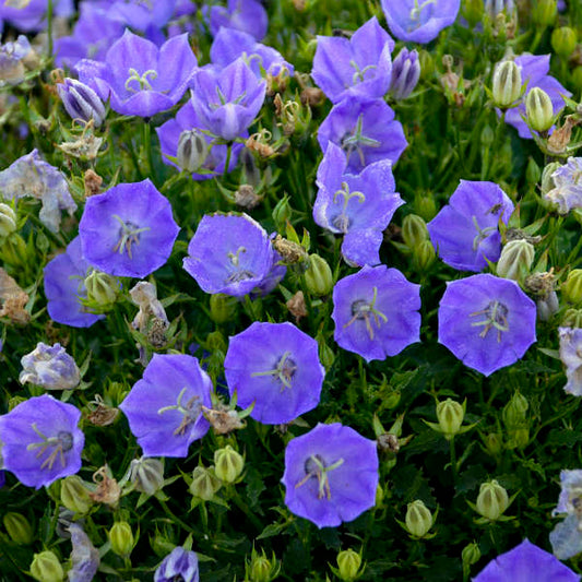 Rapido Blue Bellflower - Campanula Carpatica Plant - 4" pot