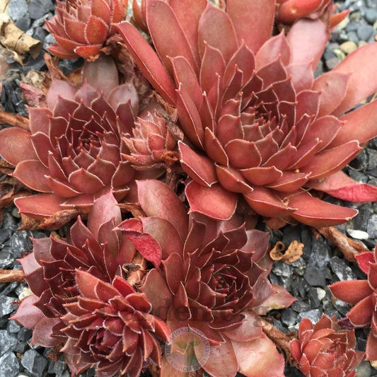 Sempervivum 'Pacific Devil's Food' Chicks & Hens, 4" Pot Live Plant