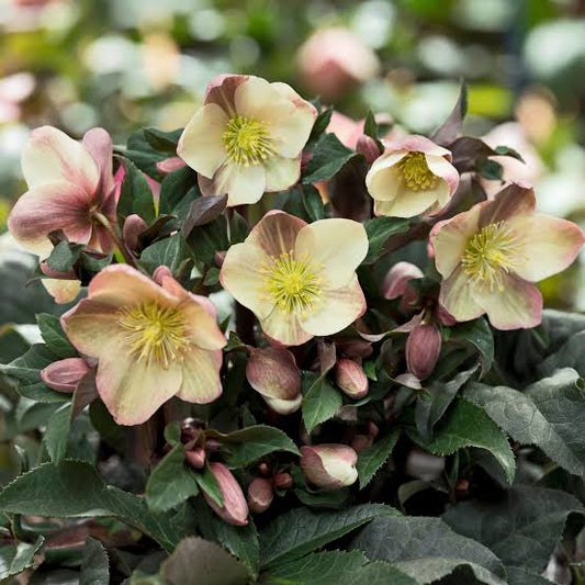 "Helleborus 'Camelot' HGC Hardy Lenten Rose with elegant blooms in a garden setting"